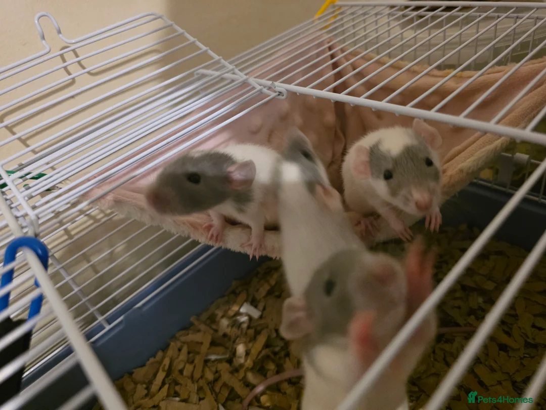 Rat rodents for sale: Baby Dumbo Rats - Handtame - Advert 2