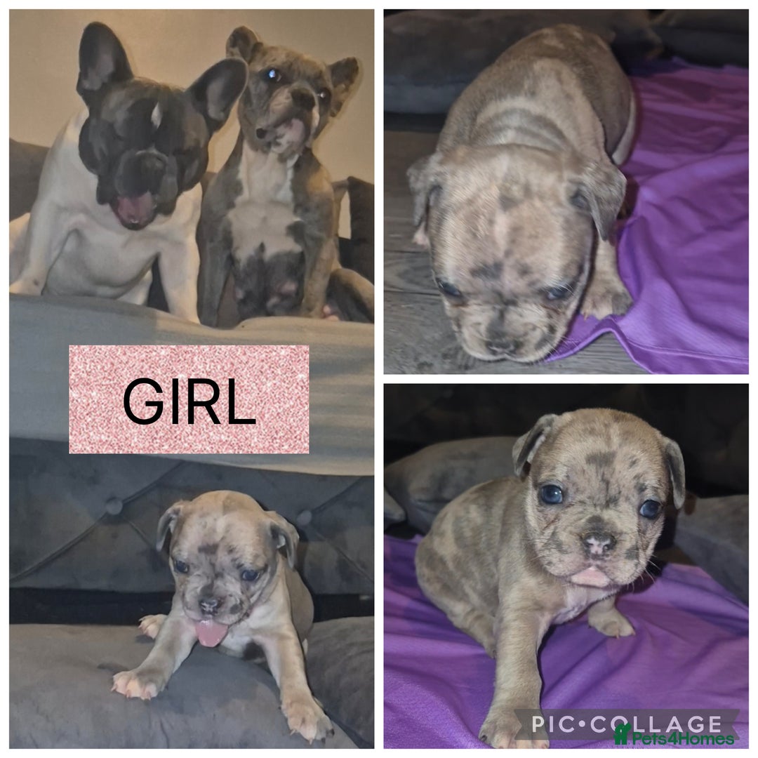 French Bulldog dogs for sale: 5 french bulldogs left!! Ready now! - Advert 21