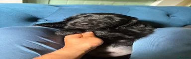 Flat coated Retriever 1 Blue