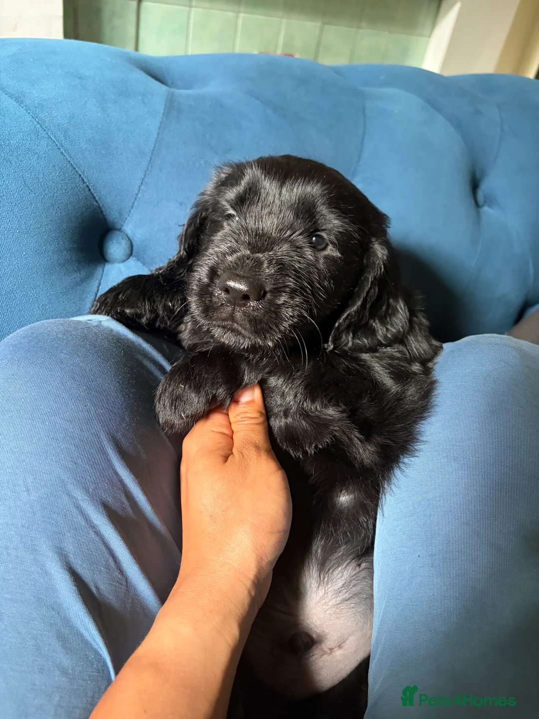 Flat coated Retriever dogs for sale: 4 flat coated retriever’s puppies  - Advert 2