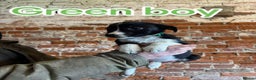 Mixed Breed dogs for sale: Collie pups for sale, ready now  - Advert 16