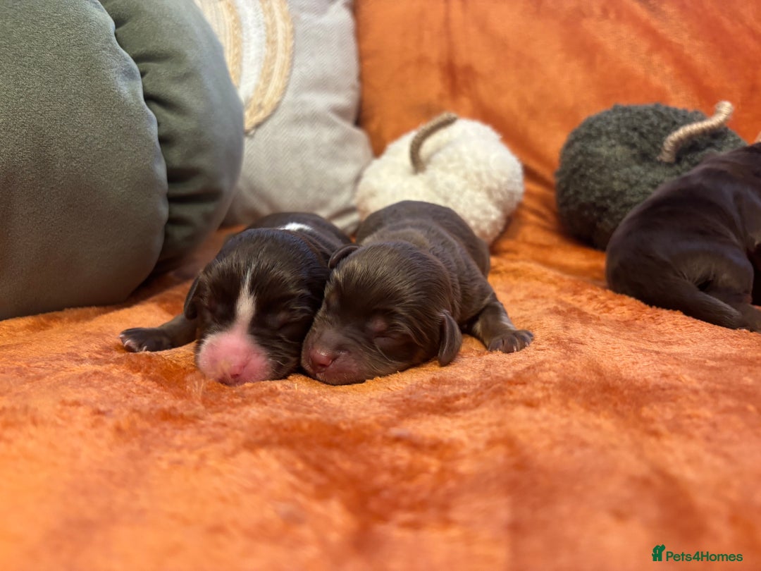 Cavapoo dogs for sale: £ negotiable for 5⭐️ Homes  Chocolate Cavapoos  - Image 7