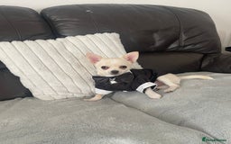 Chihuahua dogs for sale: Chihuahua - Image 3