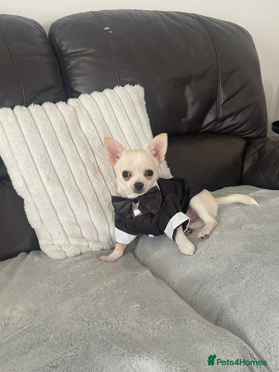 Chihuahua dogs for sale: Chihuahua - Image 3