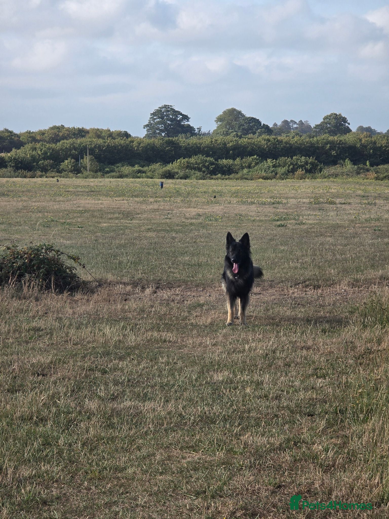 German Shepherd dogs 2year old Male for stud  - Advert 1