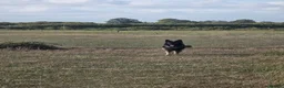 German Shepherd dogs for stud: 2year old Male for stud  - Advert 1