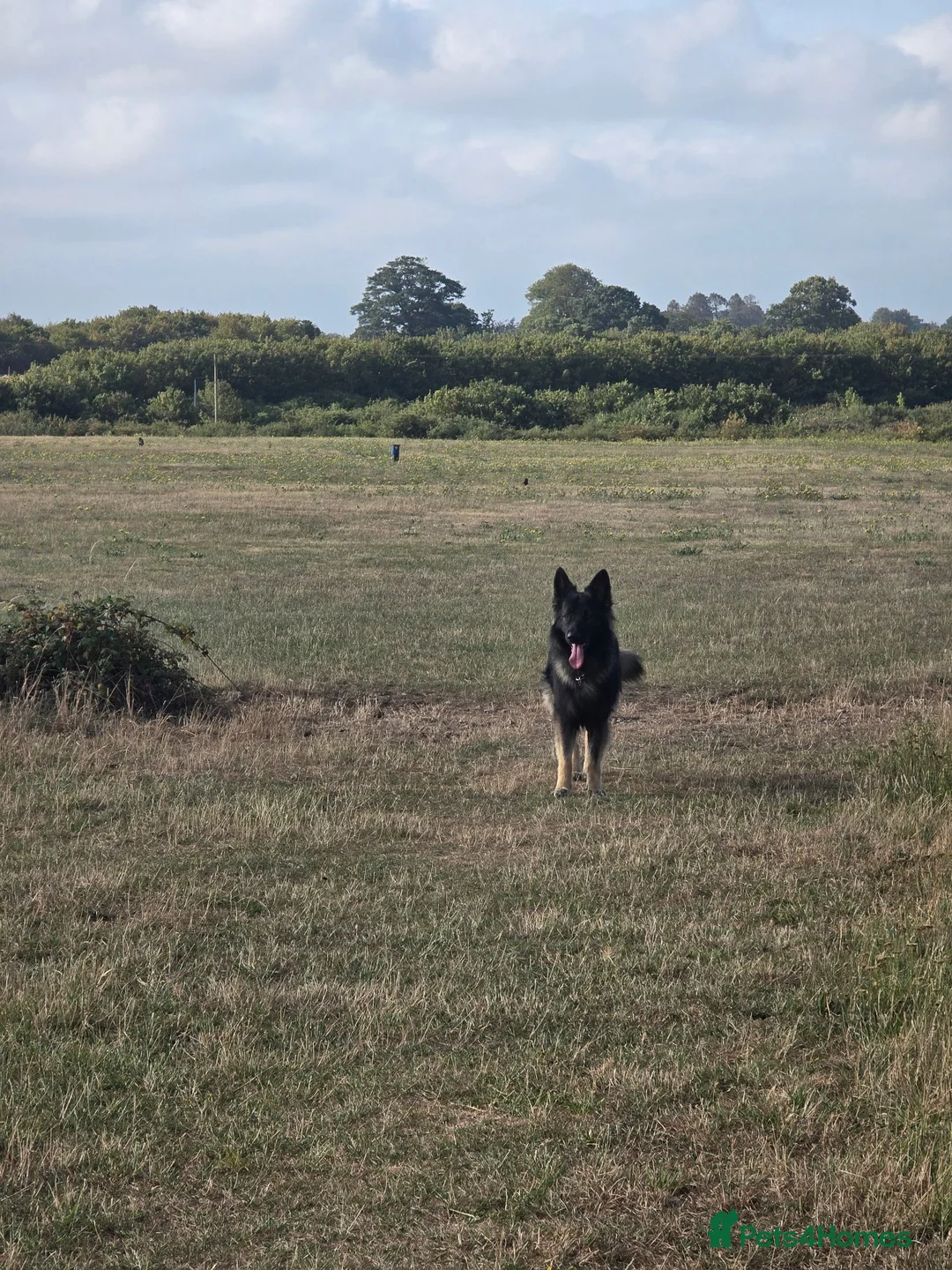 German Shepherd dogs for stud: 2year old Male for stud  - Advert 1