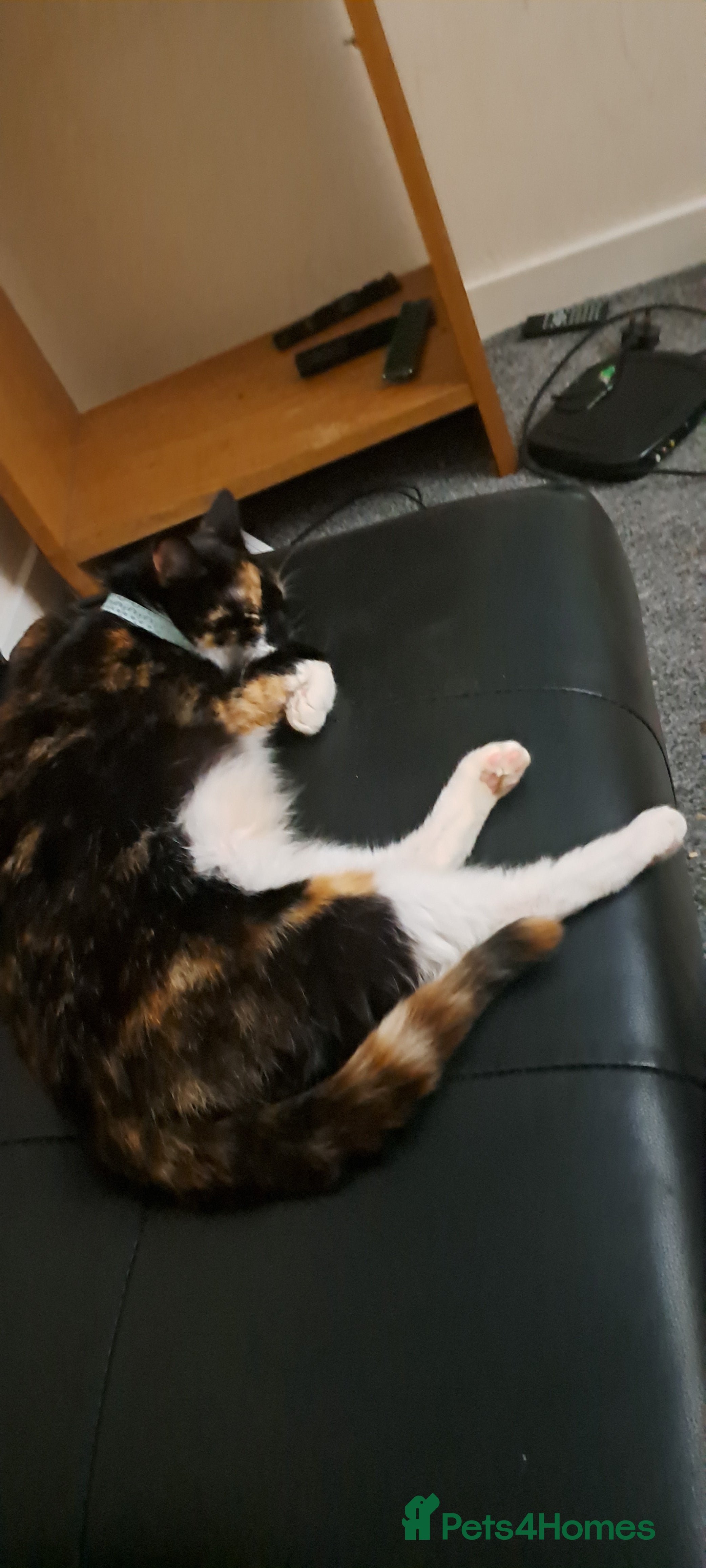 British Longhair cats Lovely young cat for sale (princess) - Advert 1