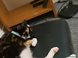 British Longhair cats Lovely young cat for sale (princess) - Advert 1