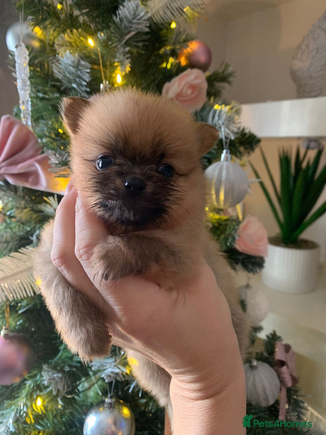 Pomeranian dogs for sale: Pomeranian puppies   - Advert 10