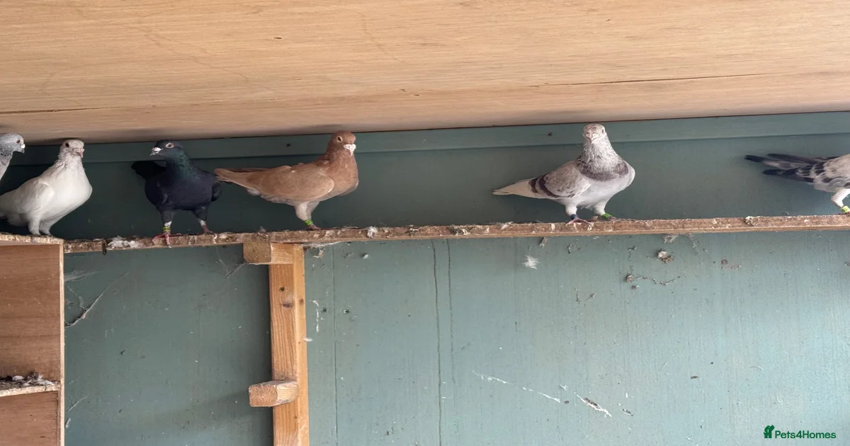 Pigeons Birds for sale in Hailsham, East Sussex | Pets4Homes