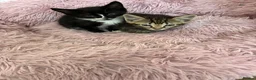 Domestic Shorthair cats for sale: Cute tabby and back and white kittens - Advert 6