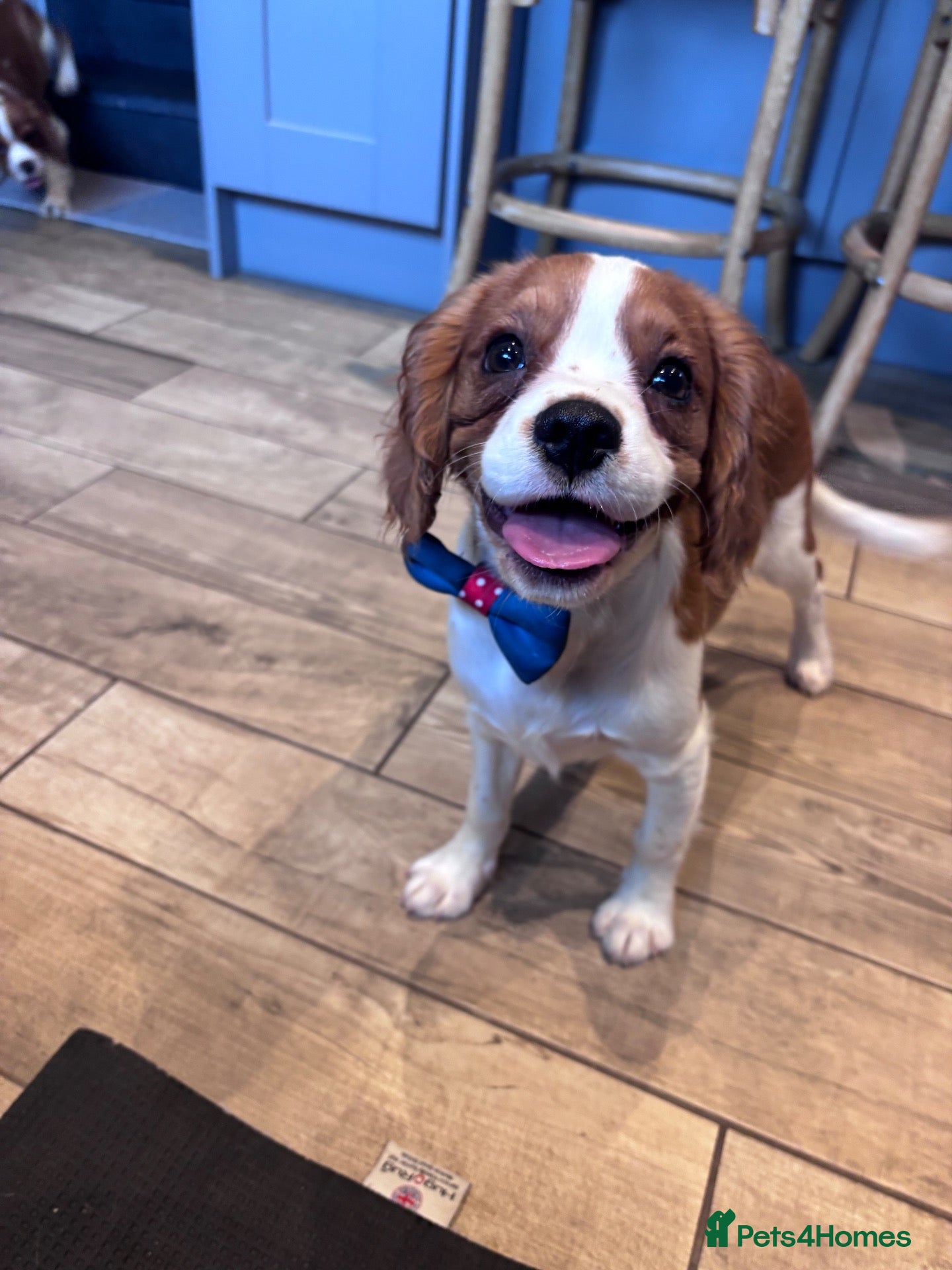 Cavalier King Charles Spaniel dogs Gorgeous chunky little puppies READY now - Advert 1