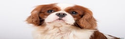Cavalier King Charles Spaniel dogs for stud: KC REG CHAMPION SERBIAN IMPORT HEALTH TESTED CAVA in Hoddesdon - Advert 2