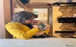 Yorkshire Terrier dogs for stud: Stud dog Yorkie - Advert 7