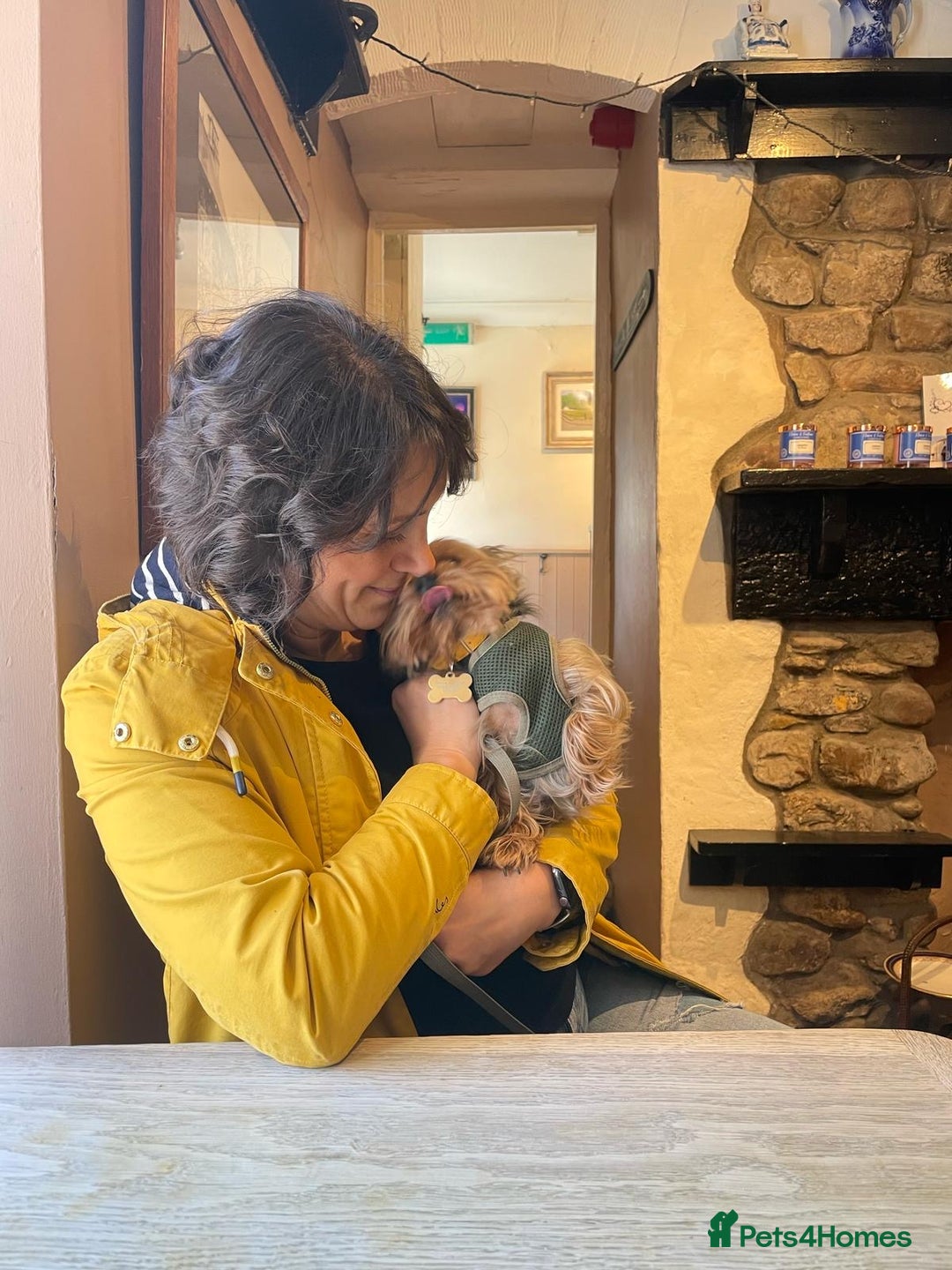 Yorkshire Terrier dogs for stud: Stud dog Yorkie - Advert 7