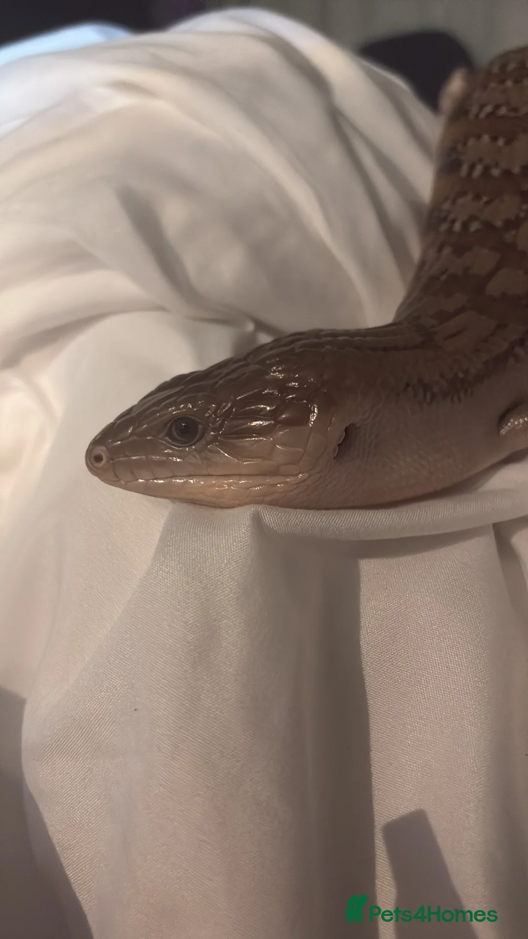 Python Snake reptiles for sale: 5 reptiles to be rehomed  in Chippenham - Advert 2