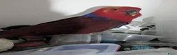 Lories birds for sale: Female and male eclectus 4 months old super tamed - Advert 5