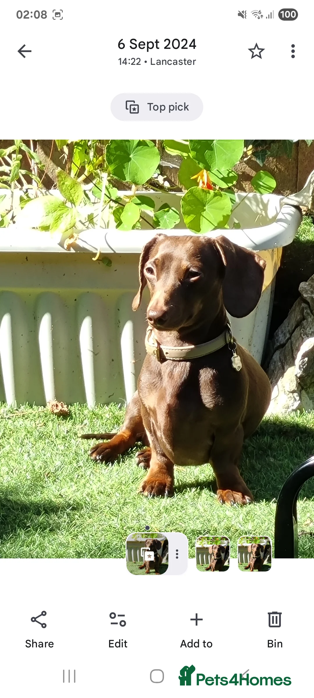 Dachshund dogs for stud: Mini smooth haired stud - Advert 2