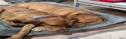 Labrador Retriever dogs for stud: Handsome Fox Red Labrador. KC registered - Advert 4