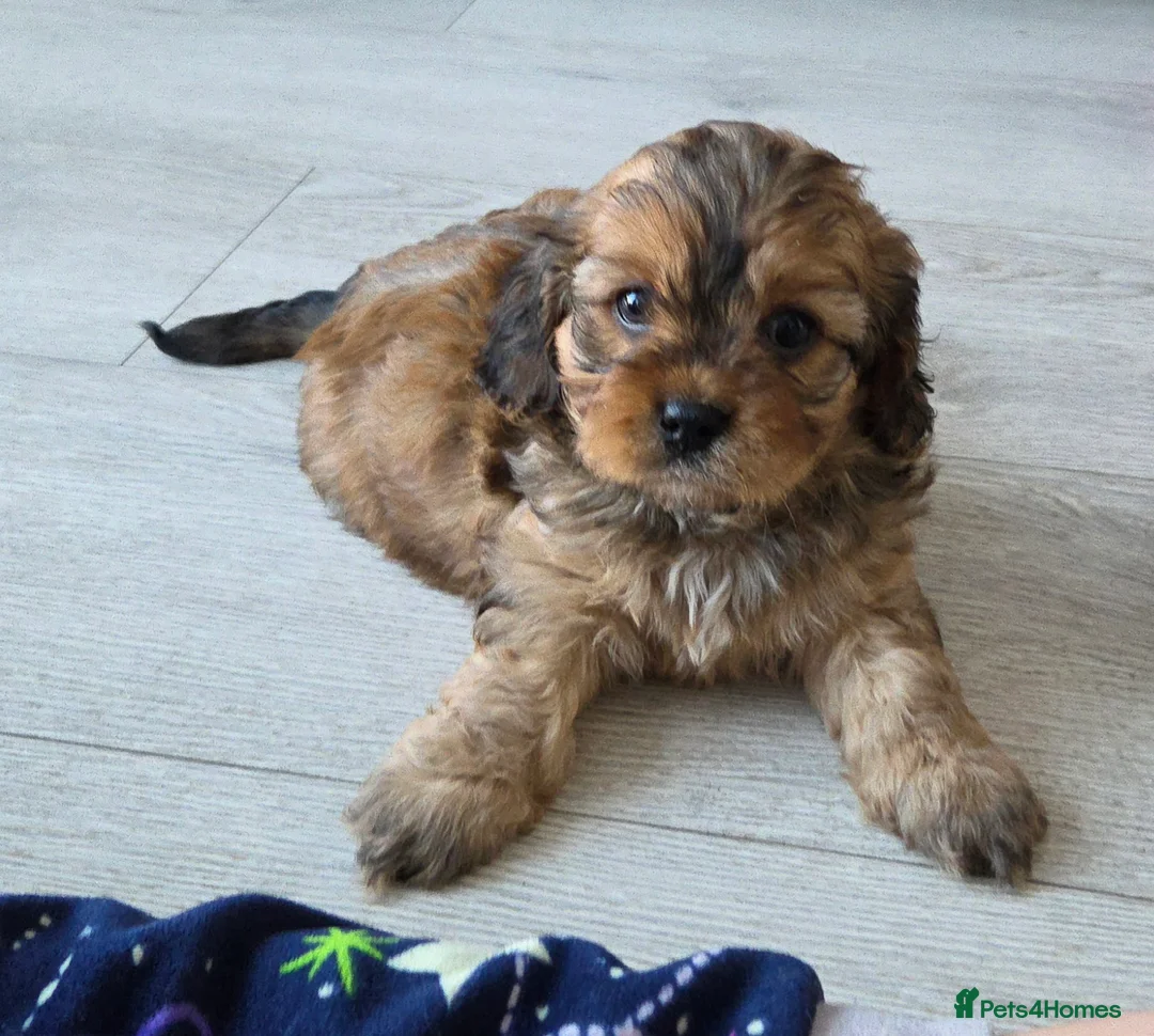 Cavapoo dogs for sale: Beautiful Cavapoo Puppies – Ready from 7th March - Advert 23
