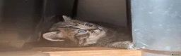 Persian cats for sale: Irresistible Russian Blue Persian Kittens. - Advert 9