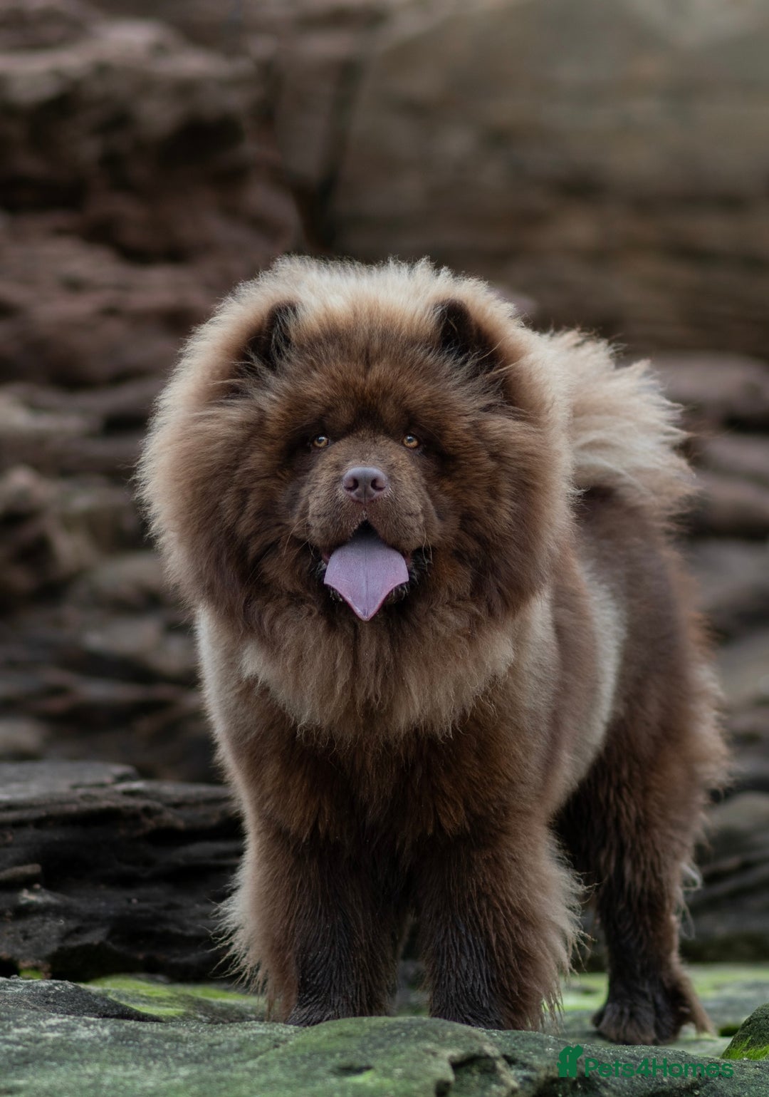 Chow Chow dogs for stud: 🐻Beautiful chocolate chow chow stud 🧬 in Wirral - Image 1