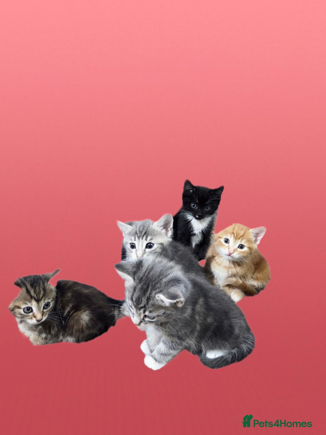 Mixed Breed cats for sale: Kittens  - Advert 5