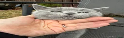 British Shorthair cats for sale: Lovely British Shorthair kittens for sale! - Advert 10