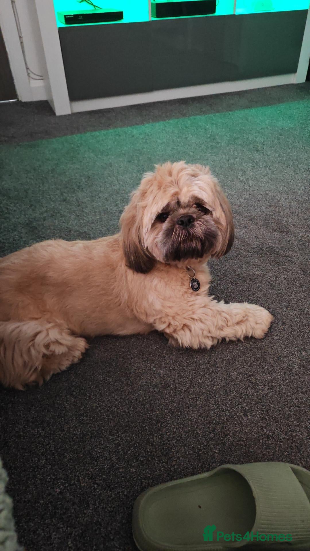 Shih Tzu dogs Shih Tzu male - Advert 1