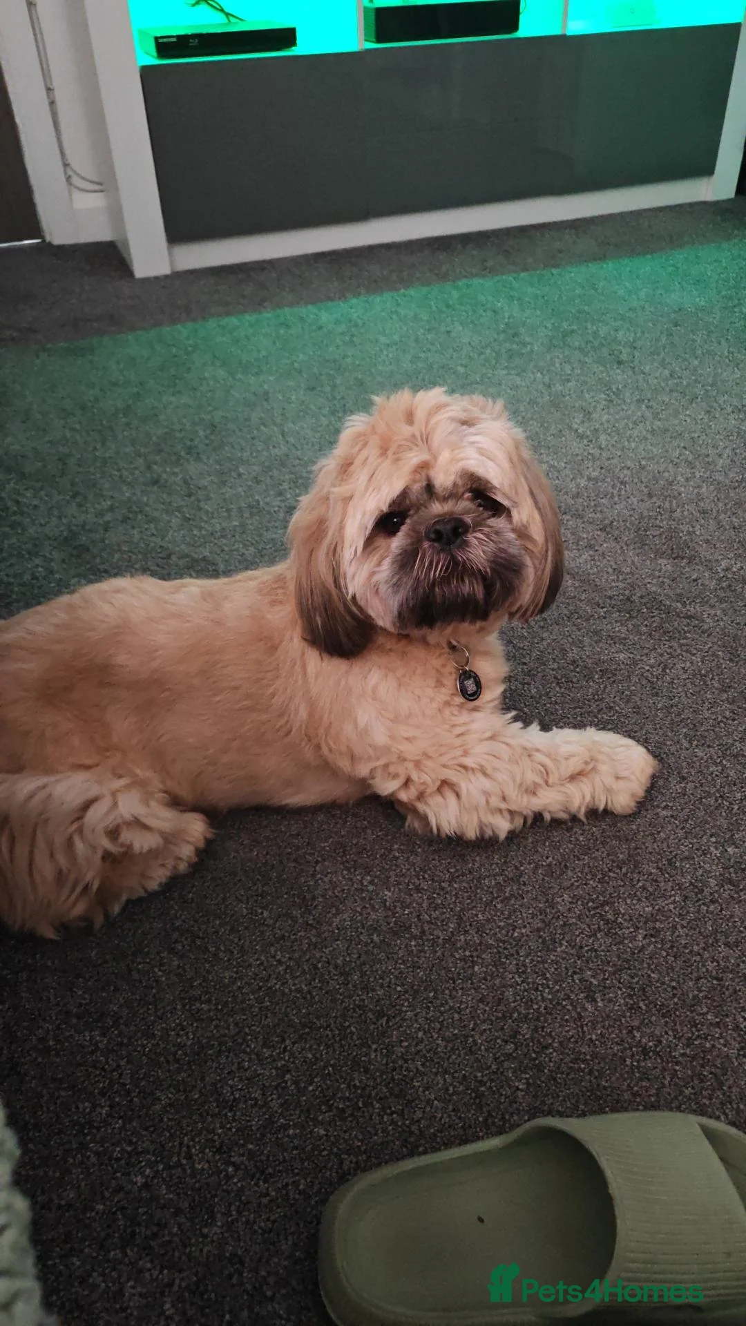 Shih Tzu dogs for sale: Shih Tzu male - Advert 1