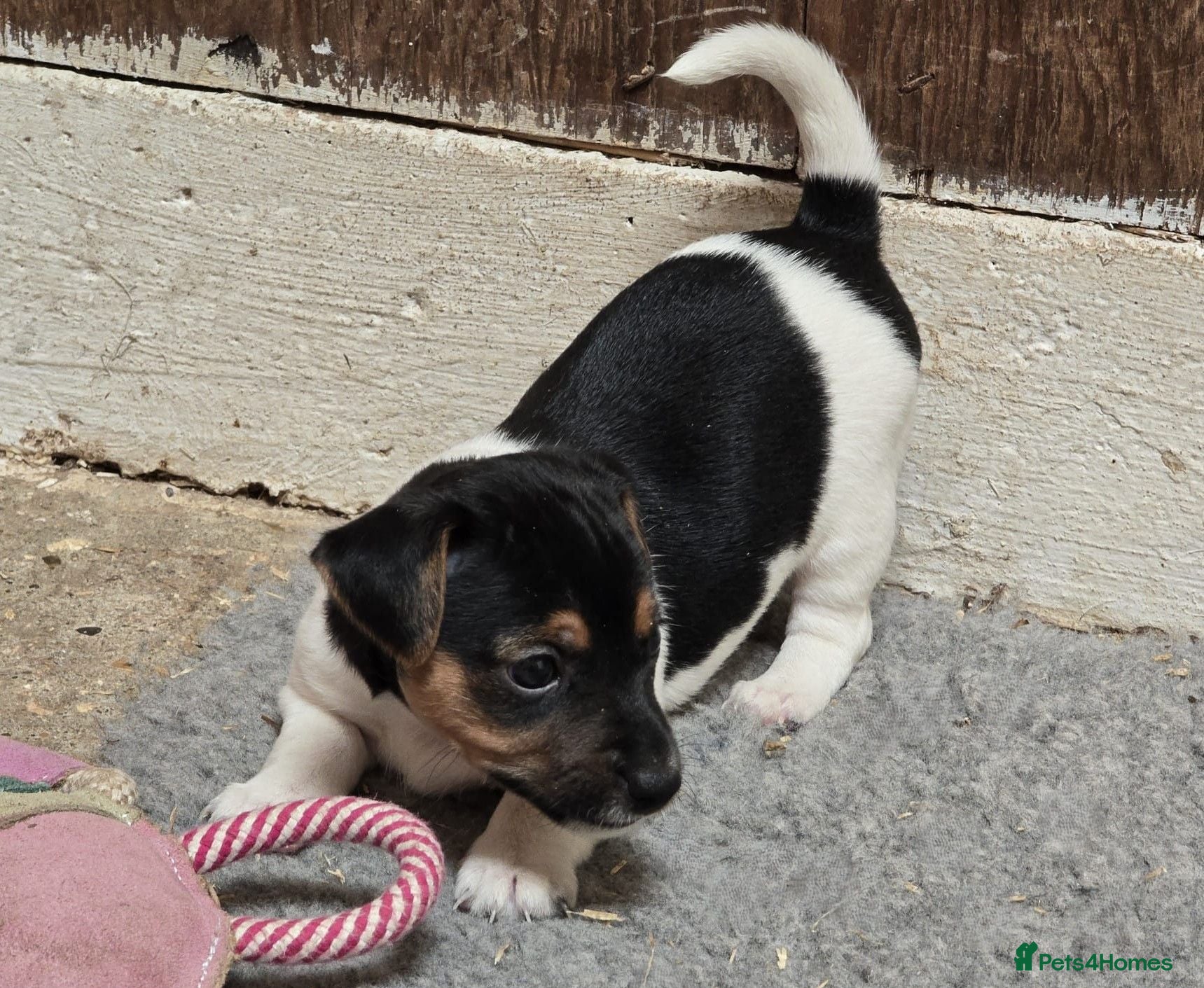 Jack Russell dogs Well marked Tri-colour Jack Russell Terrier - Advert 11