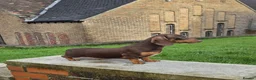 Miniature Dachshund dogs for sale: Beautiful choc & tan female - Advert 1