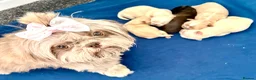 Shih Tzu dogs for sale: KC Reg Imperial Shihtzu Pups 3 boys 2Girls - Advert 8