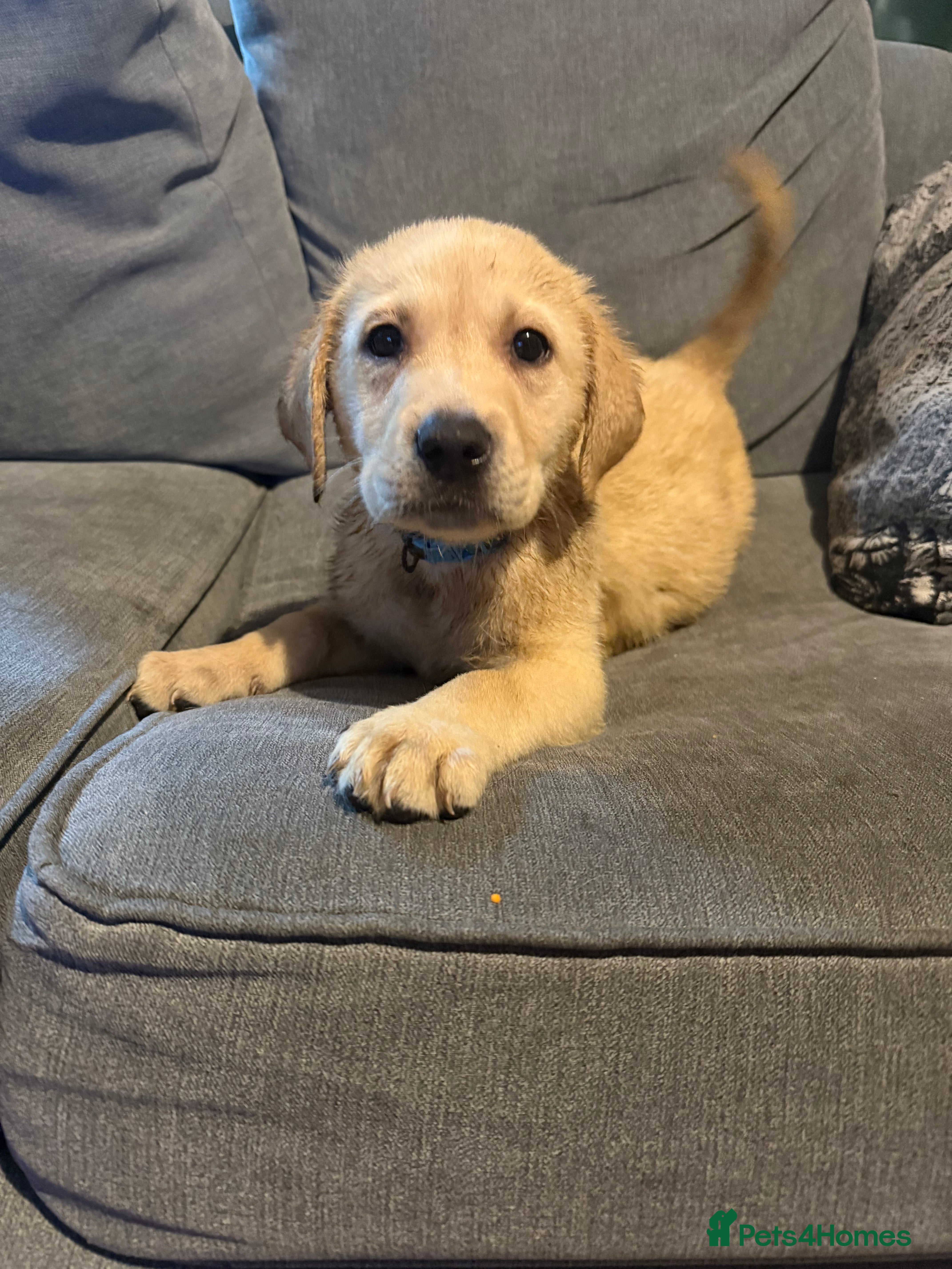 Labrador Retriever dogs All puppies now reserved  - Advert 9