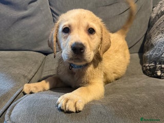 Labrador Retriever dogs REDUCED BOTH VACCINATIONS PAID 1 girl 4 boys left - Advert 9