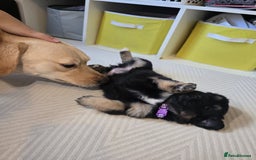 Goldador dogs for sale: Goldador x Labrottie Miniature Puppies for Sale - Advert 34