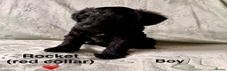 Schnoodle dogs for sale: Beautiful F1 Schnoodle Puppies - Advert 9