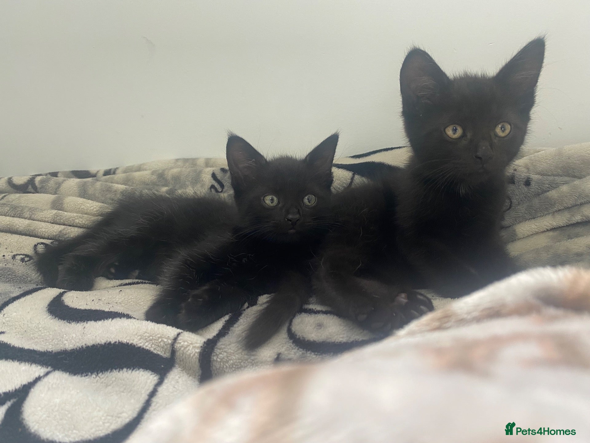 Mixed Breed cats 2 babys  - Advert 1