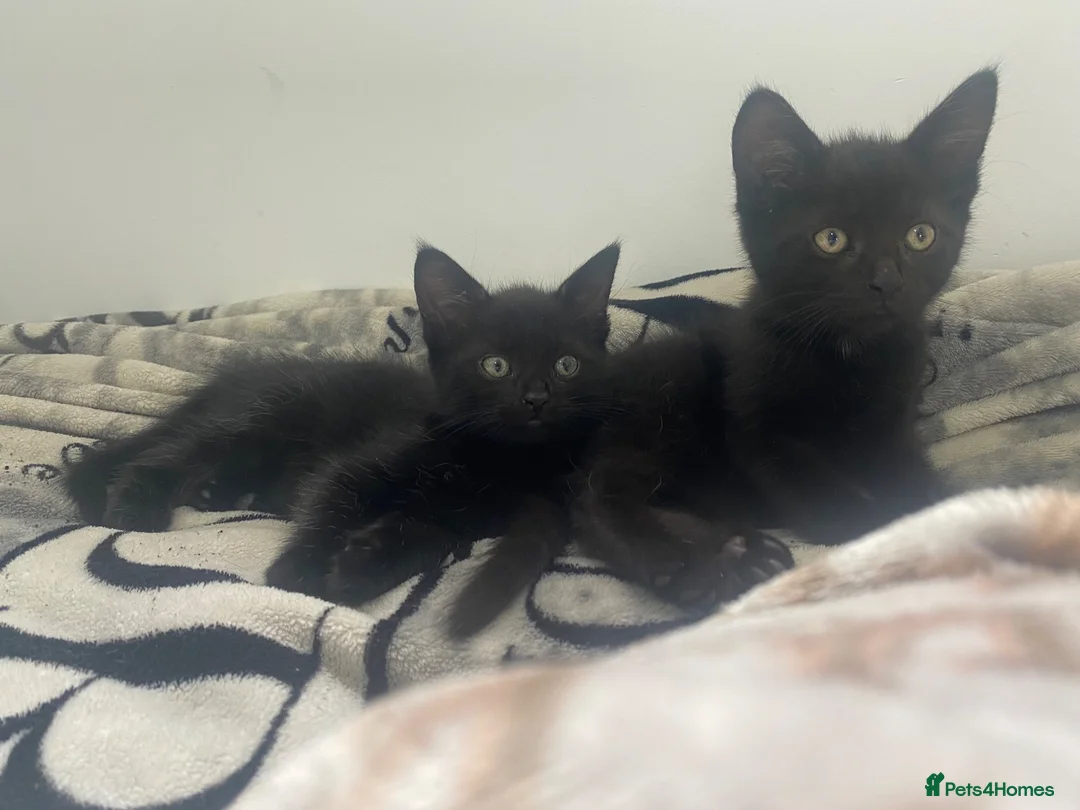 Mixed Breed cats for sale: 2 babys  in Bury Saint Edmunds - Advert 1