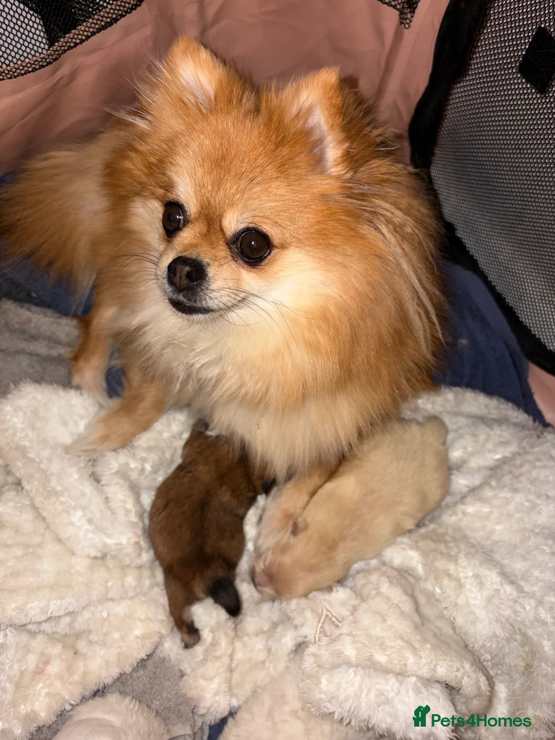 Pomeranian dogs for sale: Miniature Pomeranian  in Basildon - Advert 27