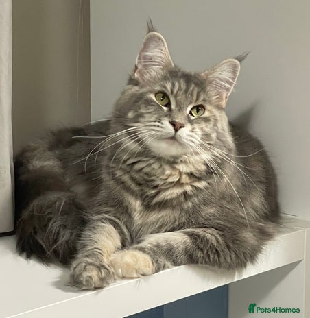 Maine Coon cats - Advert 3