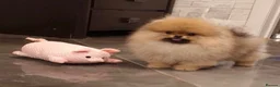 Pomeranian dogs for sale: Beautiful Tea-cup Pomeranian for sale in Bishop's Stortford - Advert 1