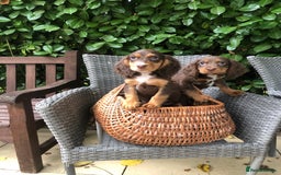 Cocker Spaniel dogs for sale: Cocker spaniel puppy’s  - Image 7
