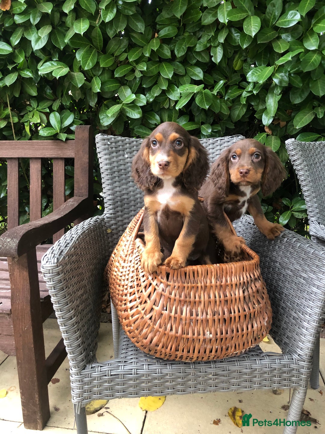 Cocker Spaniel dogs for sale: Cocker spaniel puppy’s  - Image 7