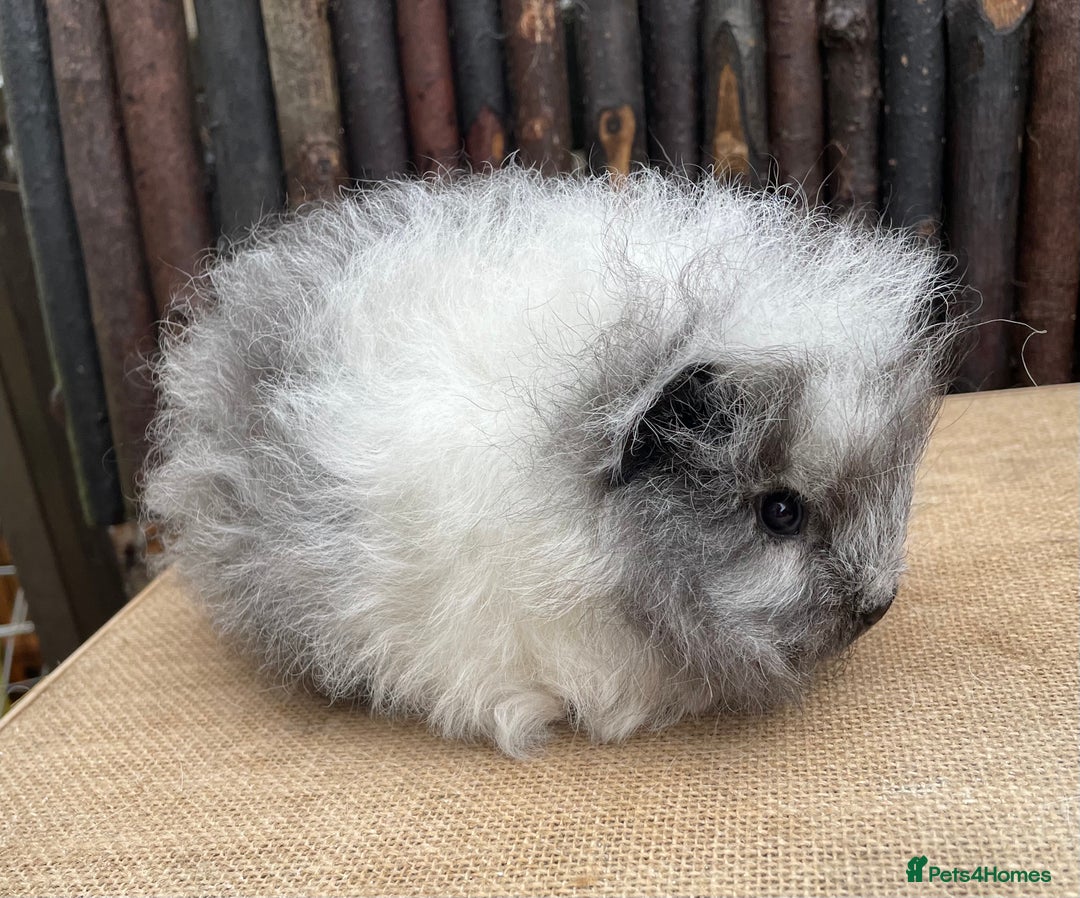 Guinea Pig rodents for sale: Beautiful baby Swiss sow - Advert 2