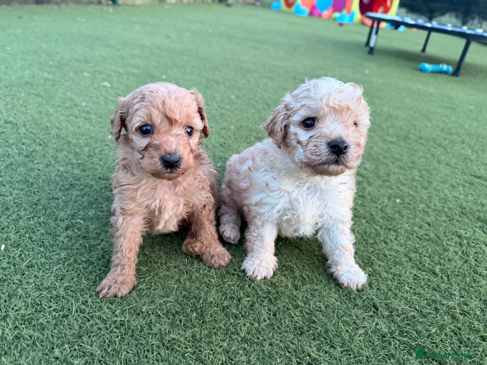 Poochon dogs Stunning Poochon puppies - Advert 5