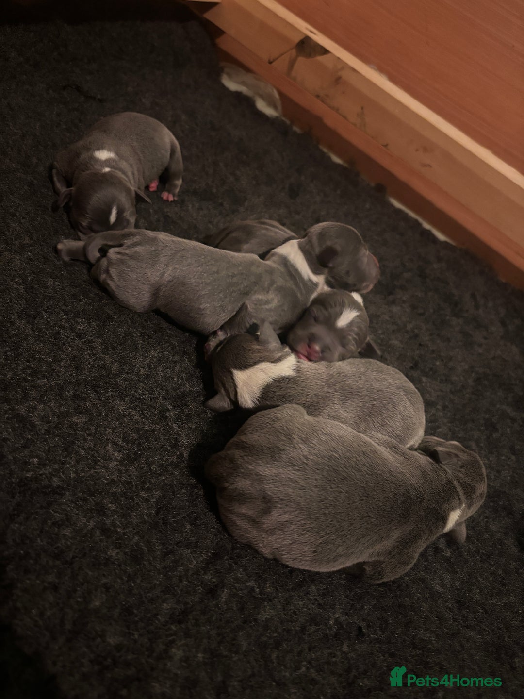 Staffordshire Bull Terrier dogs for sale: KC Blue and White Staffys - Image 7