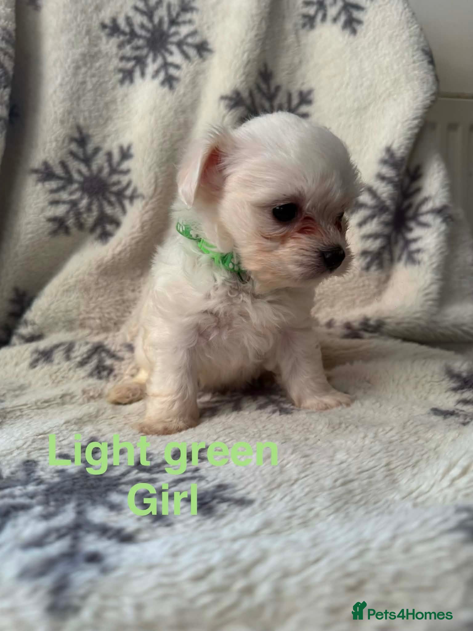 Maltese dogs Maltese puppies - Advert 2