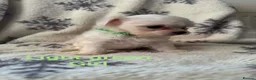 Maltese dogs for sale: Maltese puppies - Advert 4